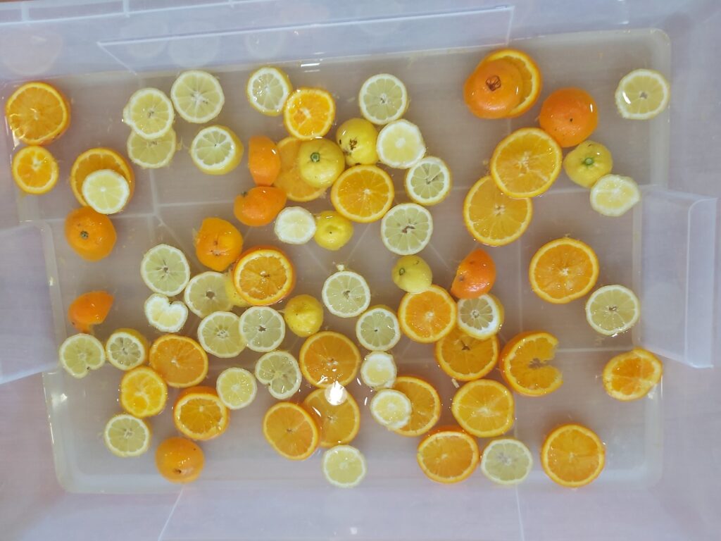 Experimentació amb llimona i taronja!